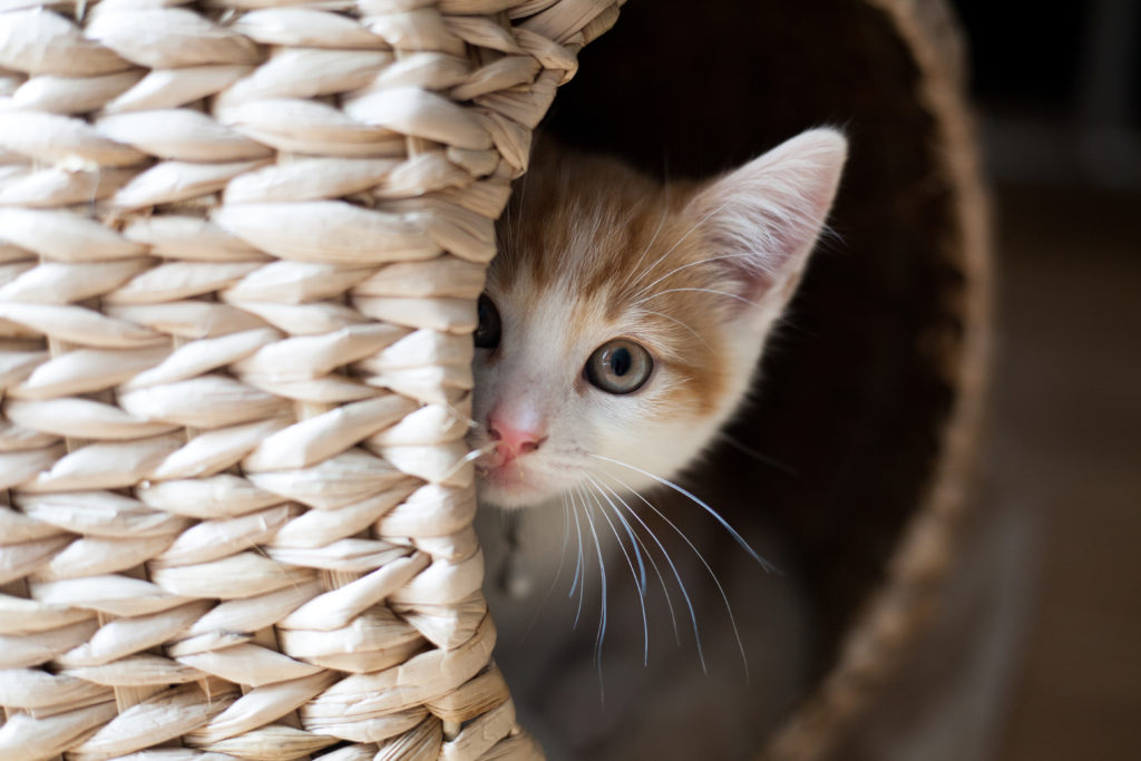 Katze Versteckt Sich Nach Einzug information online Katze Versteckt Sich Nach Einzug information online