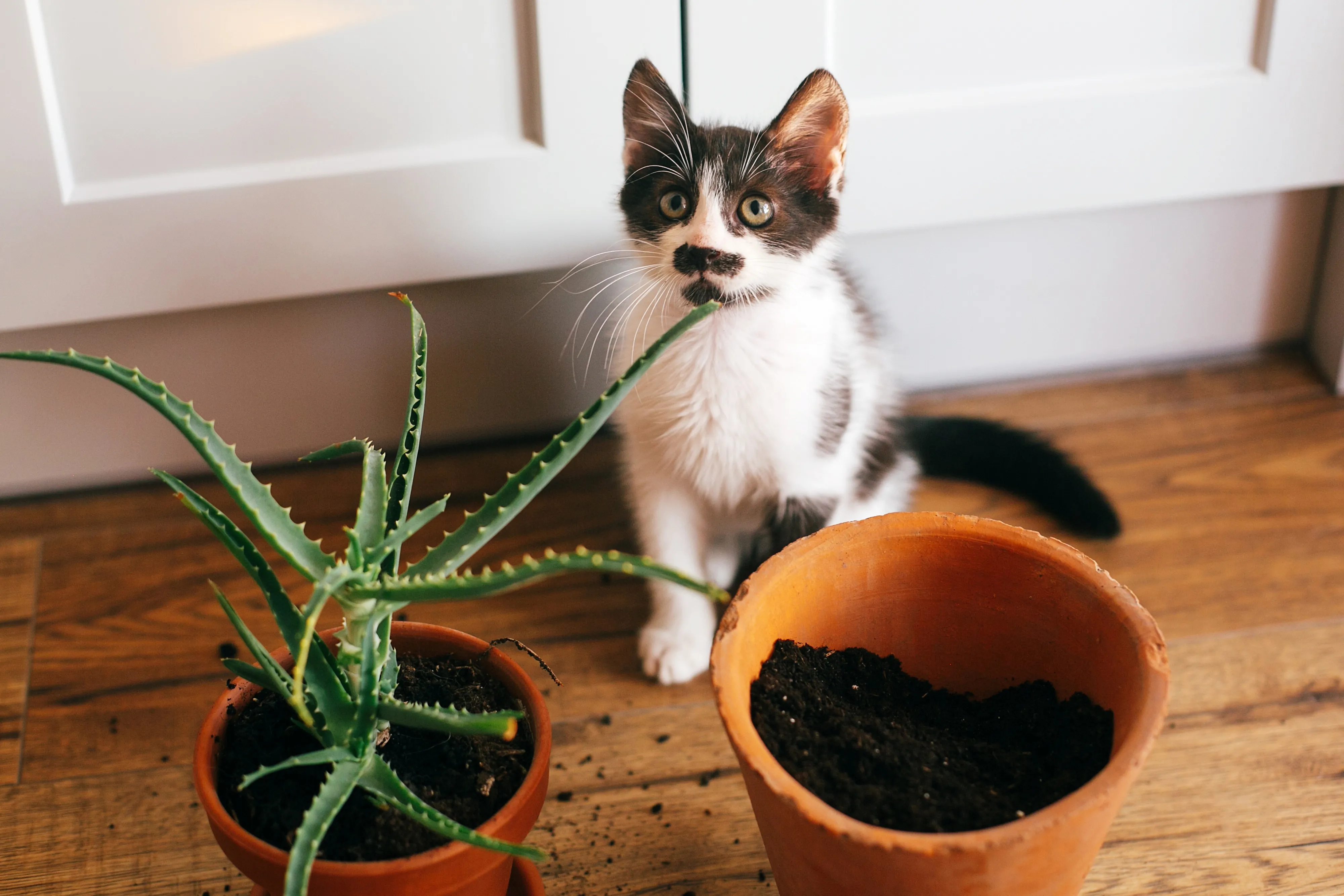 Katze pinkelt in Blumentopf: Warum und was tun? - Katzenerziehung |  zooplus.ch