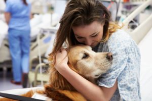 Therapiehunde