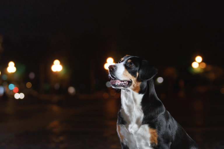 Entlebucher Sennenhund in der Nacht