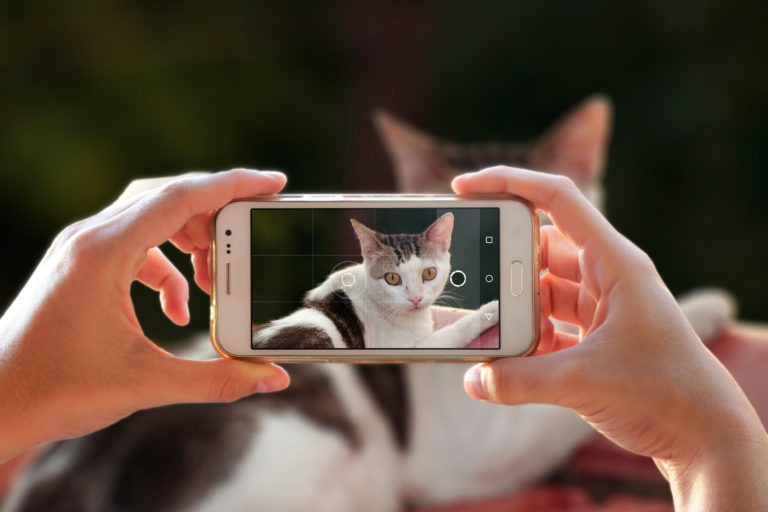 Katze mit Handy fotografieren