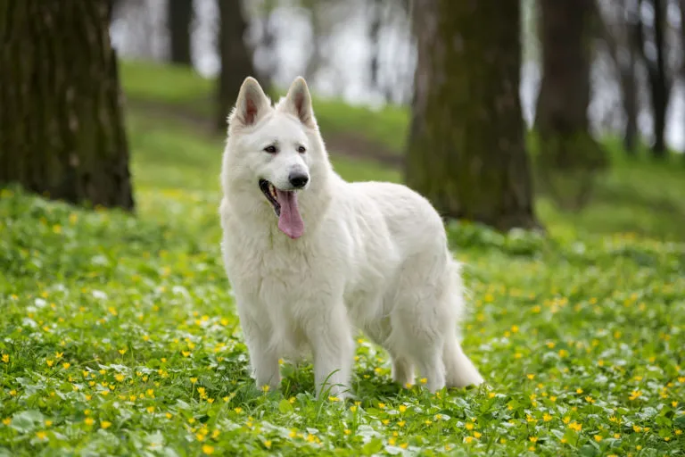 Ein Berger Blanc Suisse steht zwischen Bäumen im Wald