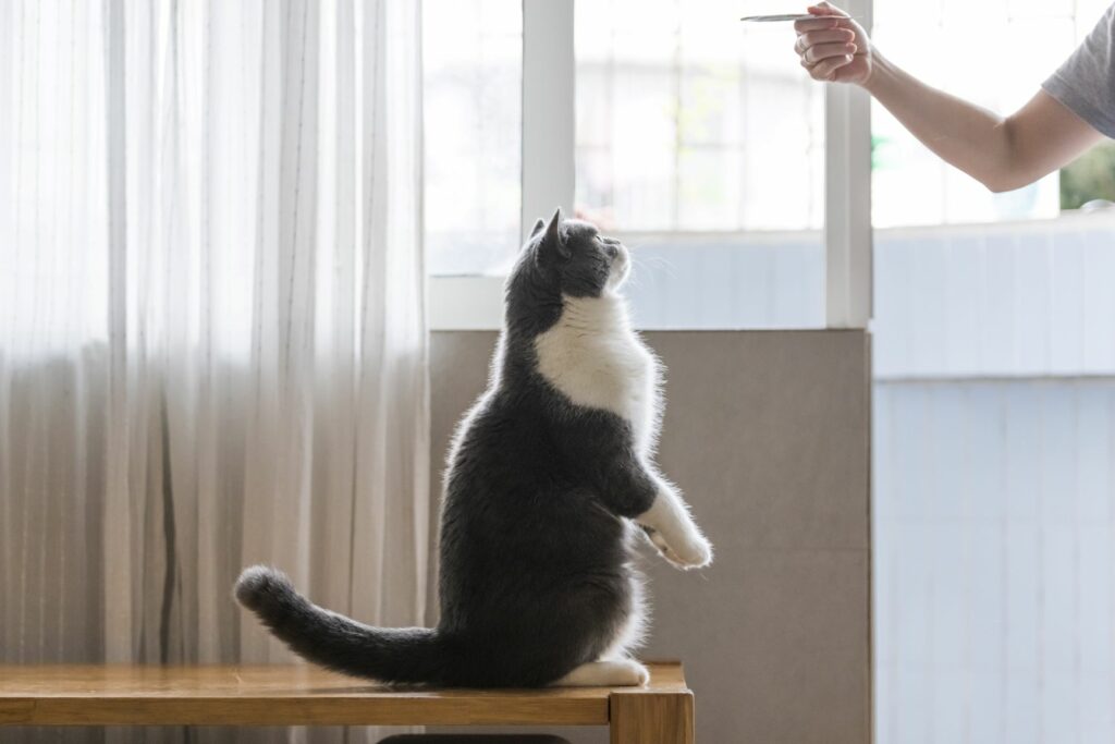 Clickertraining mit der Katze
