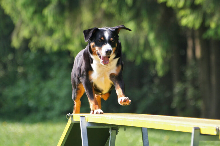 Degility gilt als entschleunigte Variante des rasanten Agility.