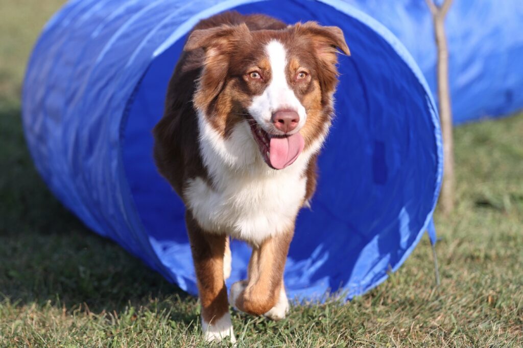 Hund läuft durch einen Degility Tunnel
