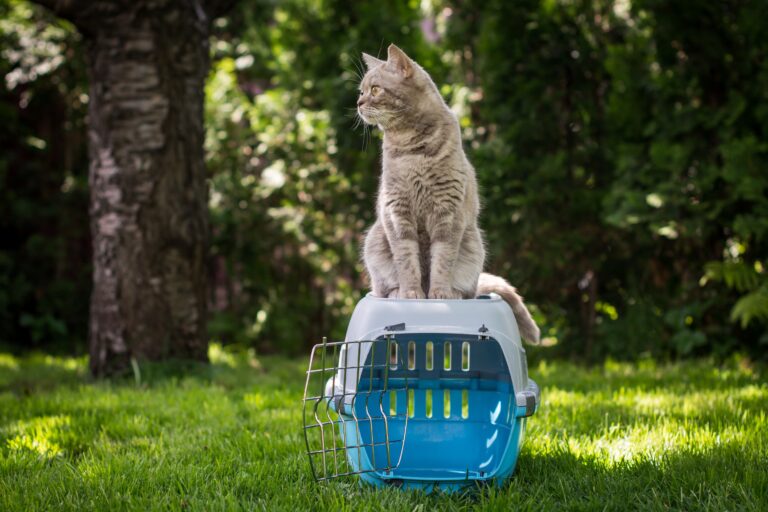 Graue Katze auf einer offenen Katzentransportbox