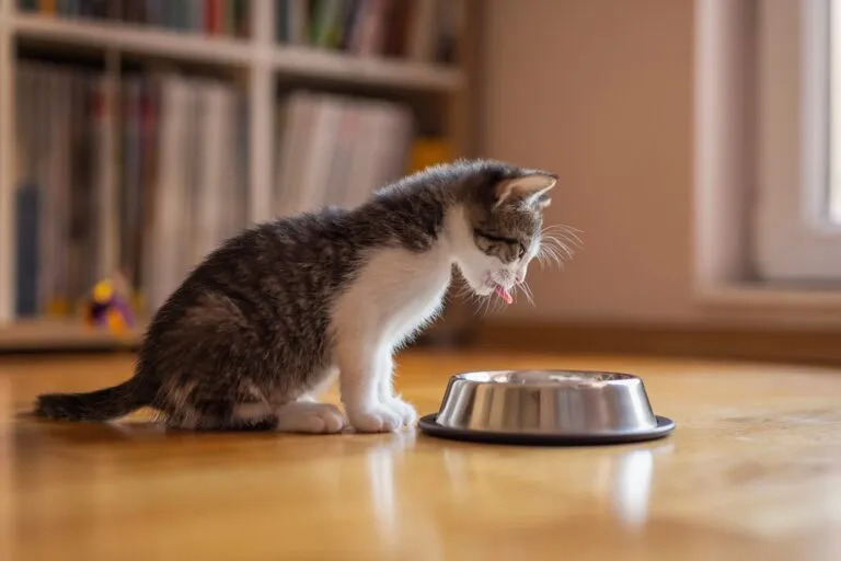 Kitten frisst aus Futternapf