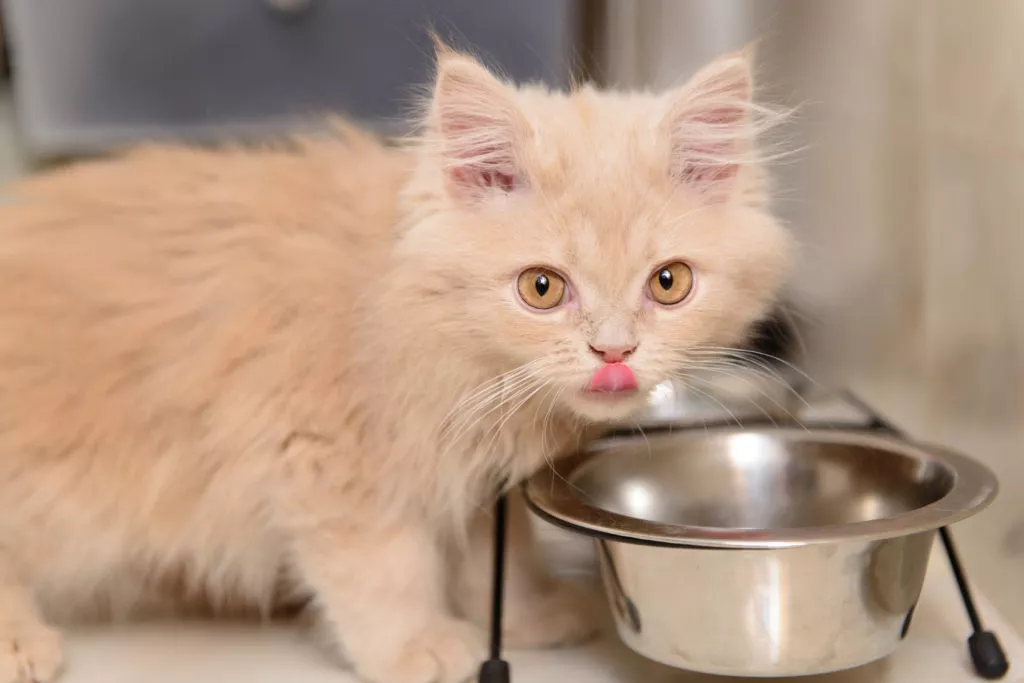 Kitten trinkt aus Wassernapf