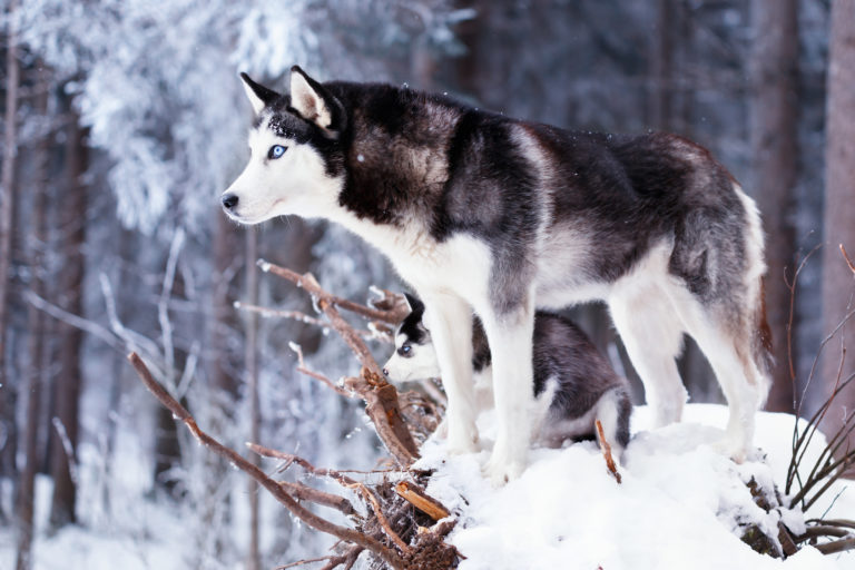 sibirischer husky mit welpe