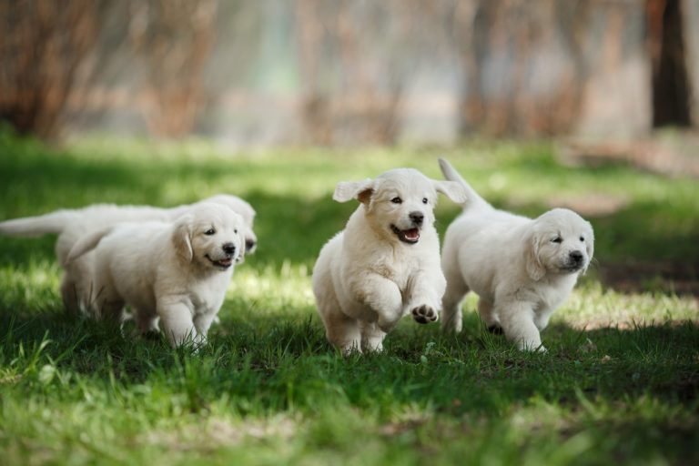 Golden Retriever Welpen laufen im Park