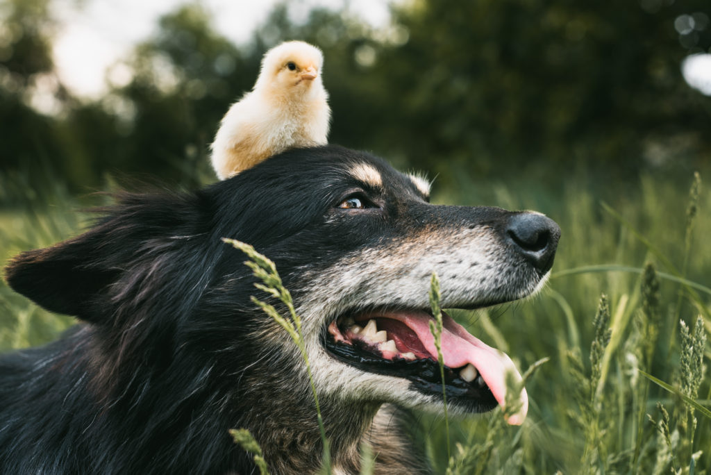 hund mit hühner hund mit hühner