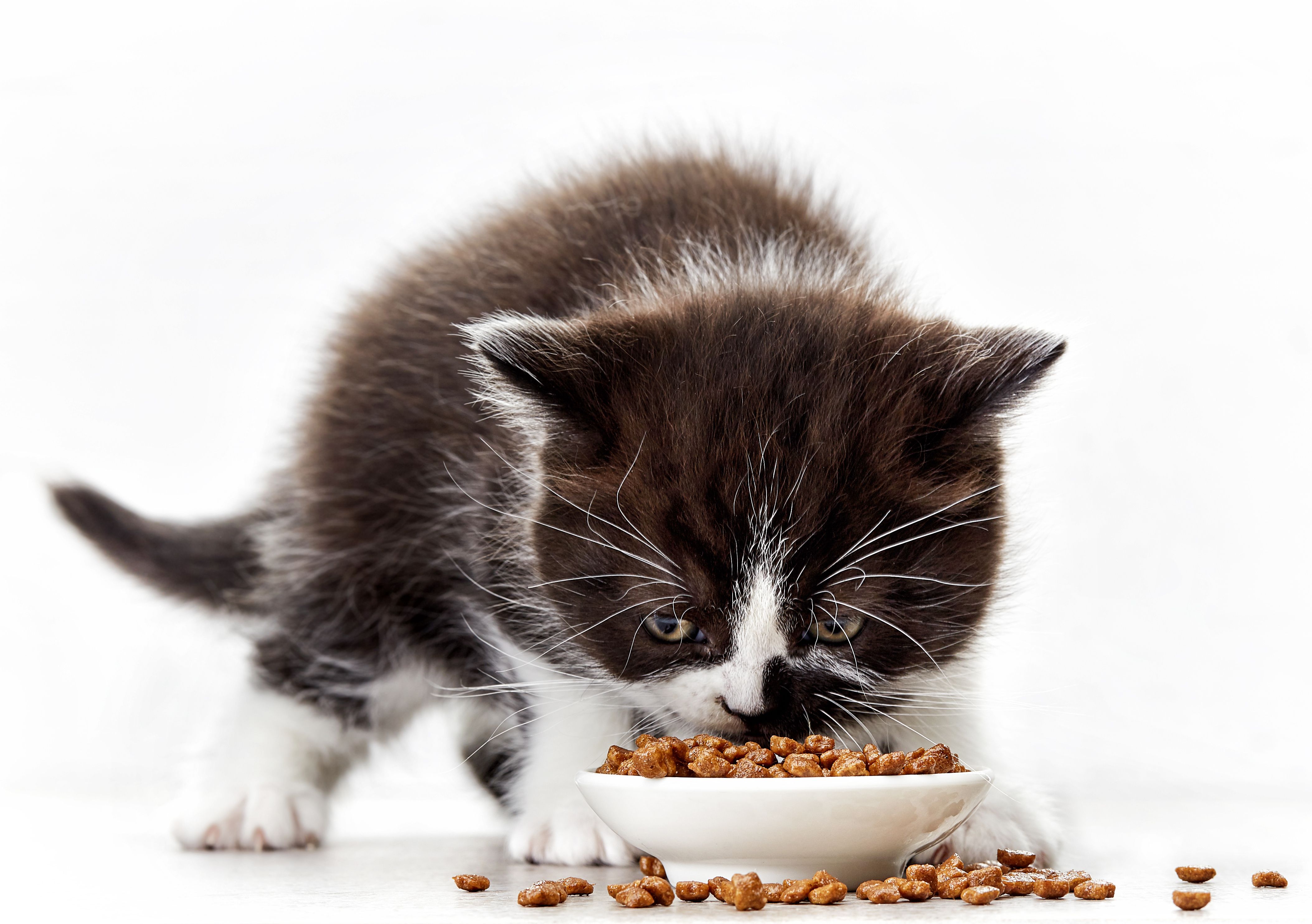 Katzenbaby Ernährung Kitten Und Katzenernährung Zooplusch
