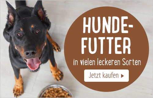 Hund vor Futternapf