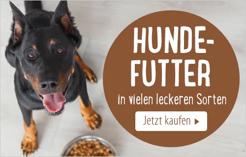 Hund vor Futternapf