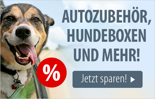 Hund schaut aus Auto