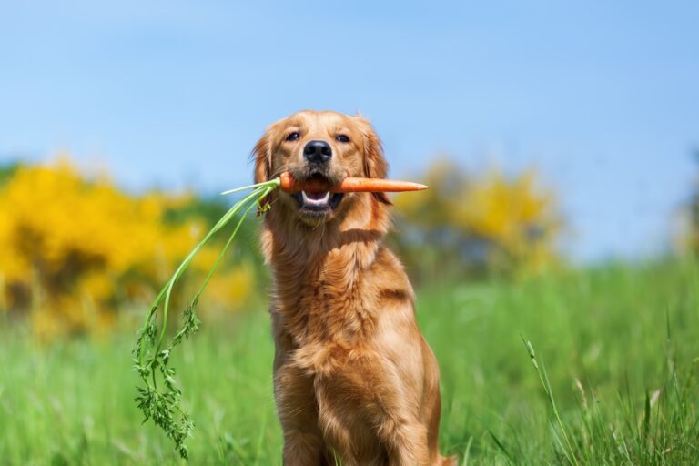 Hund vegetarisch ernähren