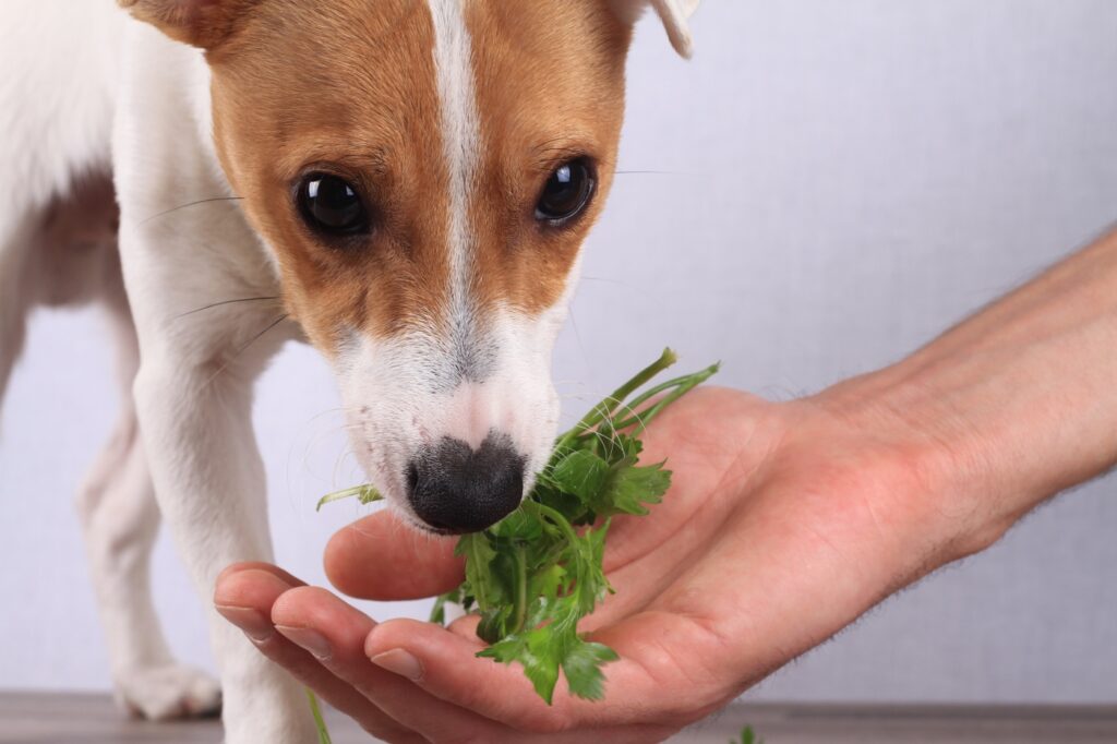 Hund vegetarisch ernähren