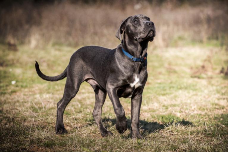 Cane Corso beim Spazieren