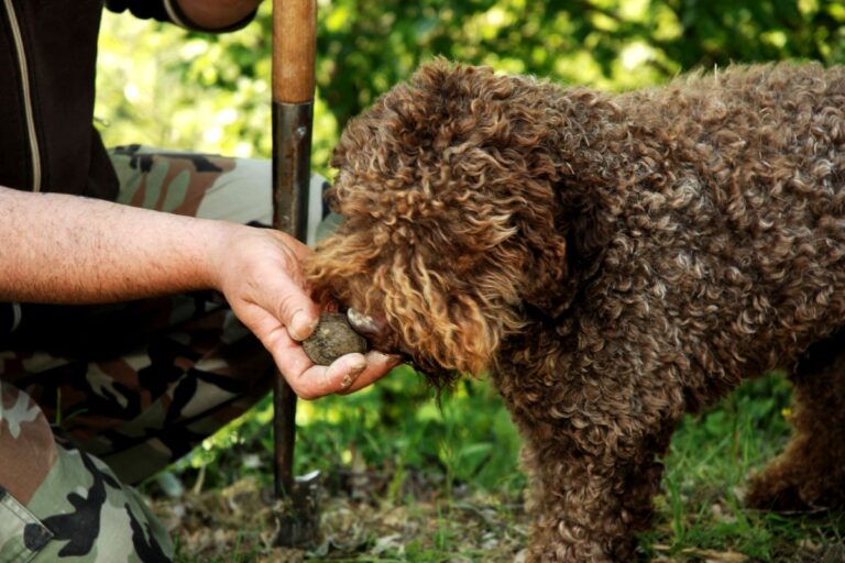 Trüffelhund