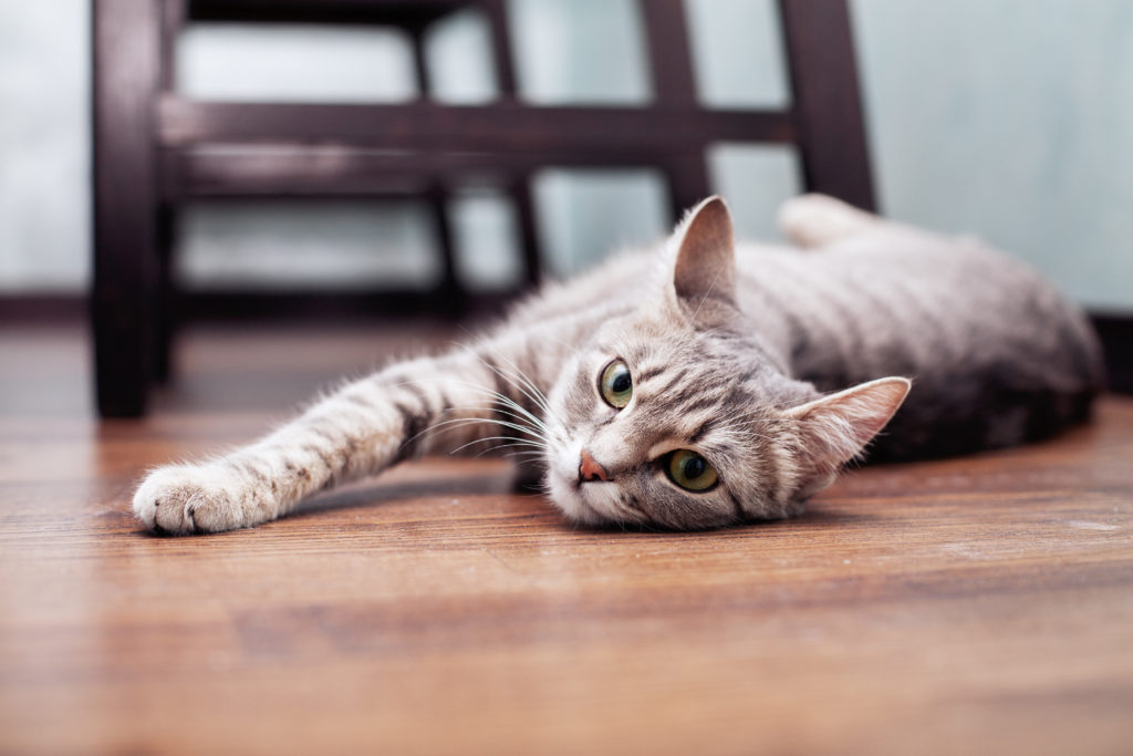 Ab Wann Katze Rauslassen Nach Umzug