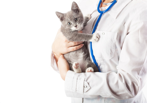 Kitten beim Tierarzt entwurmen