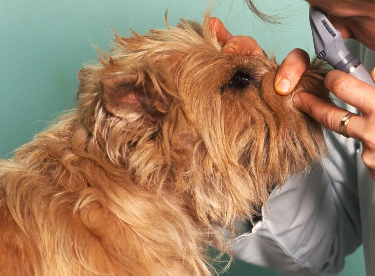 Hund wird mit Spaltlampe am Auge untersucht Augenuntersuchung Hund