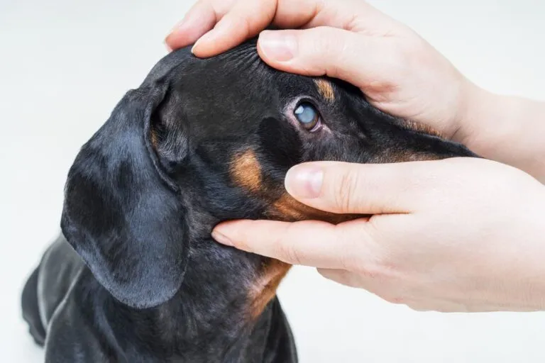 Hund leidet an grauem Star Grauer Star beim Hund