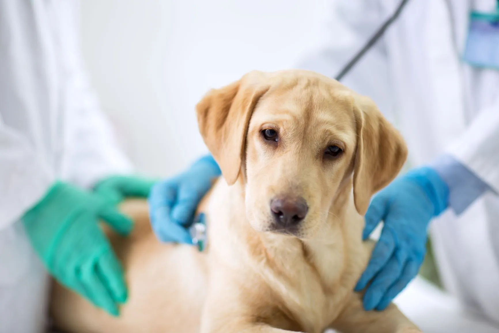 Hund Zwingerhusten Tierarzt