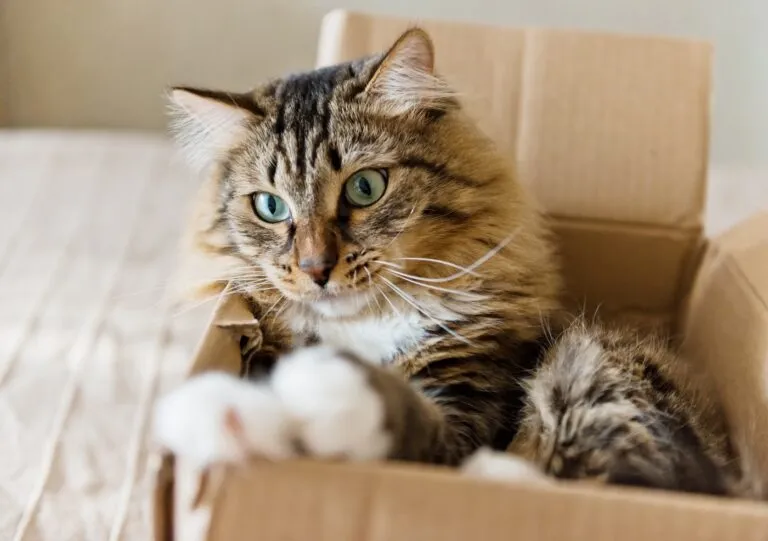 Katze im Umzugskarton