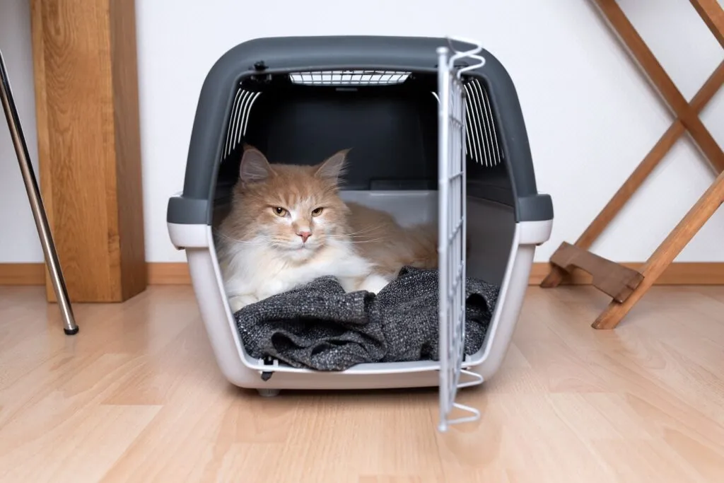 Katze in einer Transportbox