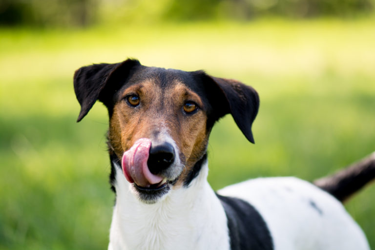 hund leckt sich die schnauze