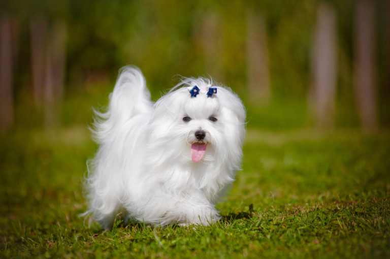 Malteser Hund läuft im Gras