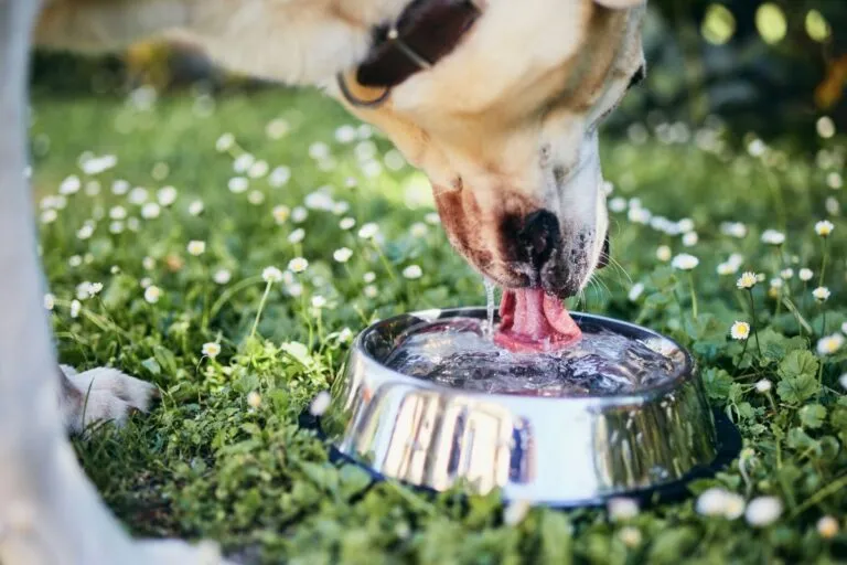 Hund mit Diabetes trinkt Wasser Hund mit Diabetes trinkt Wasser
