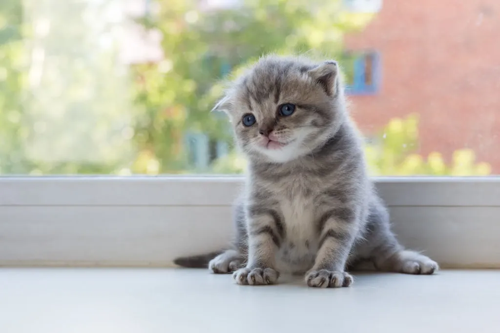 Ein Scottish Fold sitzt auf einer Fensterbank