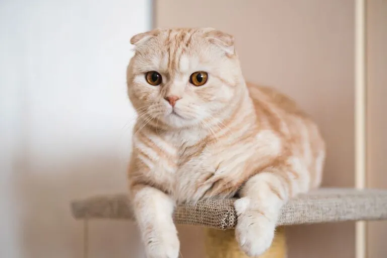 Eine cremefarbene Scottish Fold liegt auf einem Kratzbaum