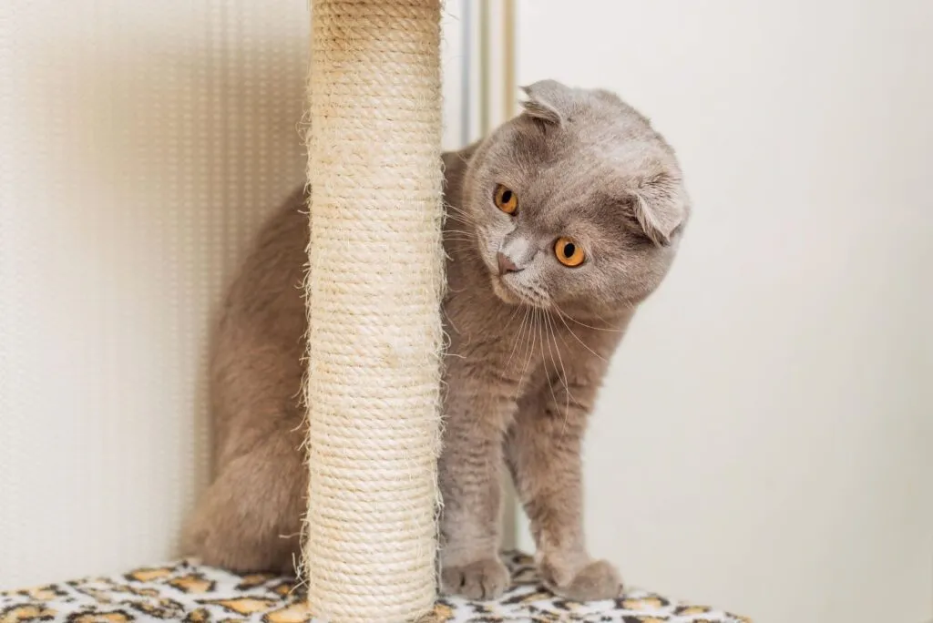 Eine graue Scottish Fold sitzt hinter einem Kratzbaum