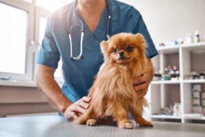 Epilepsie beim Hund: Ursachen, Symptome und Behandlung