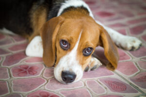 Leptospirose beim Hund: Ansteckung, Symptome & Behandlung