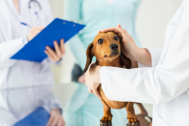 close up of vet with dachshund dog at clinic dachshund hundeseuche tierarzt