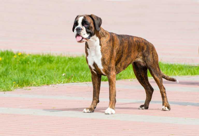 Getigerter Deutscher Boxer mit weißer Brust und Schnauze steht auf einem rot grau gepflasterten Weg neben einer grünen Wiese und lässt seine Zunge rausängen