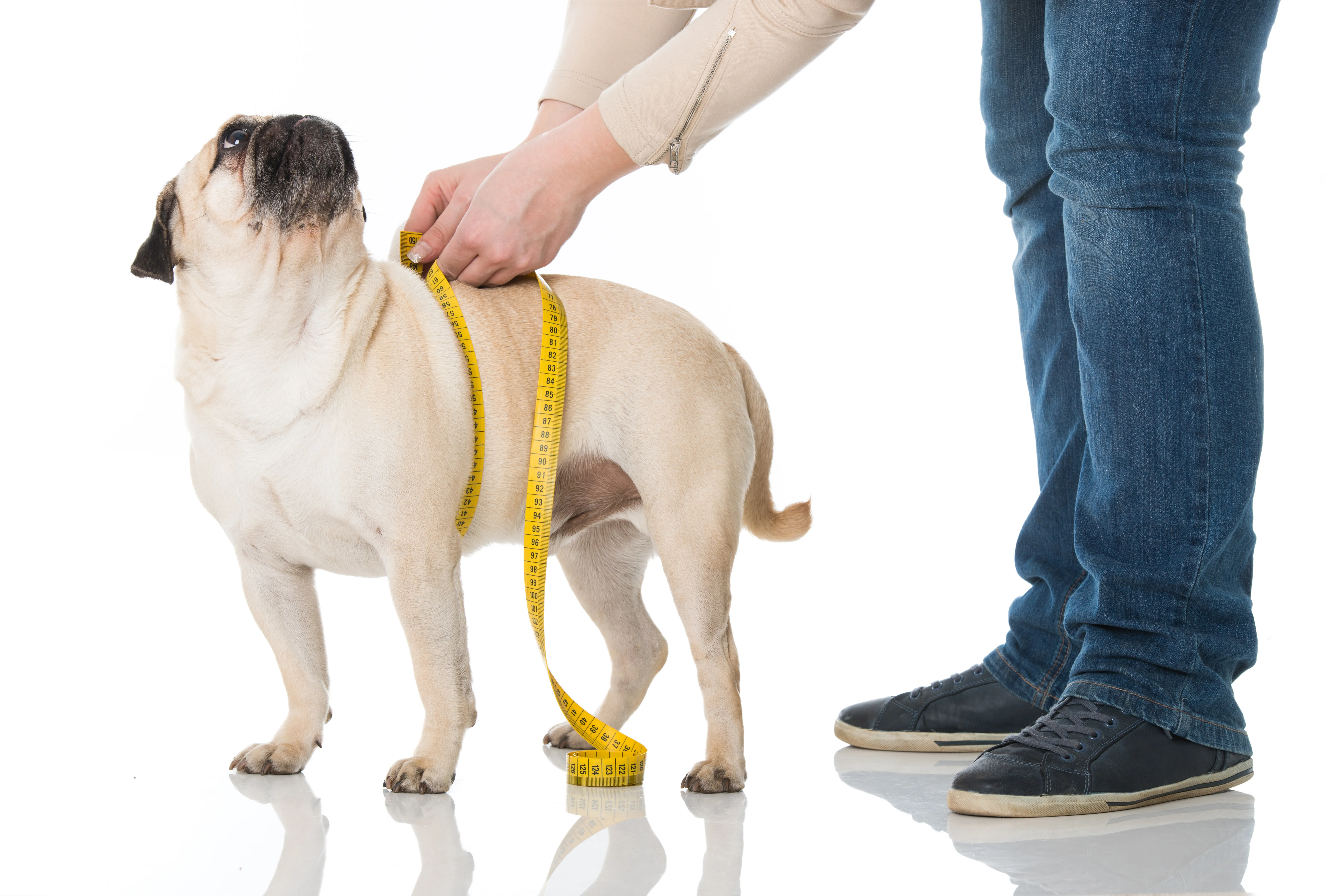 Übergewicht führt zu Diabetes Diabetes beim Hund