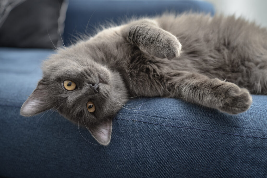 nebelung möchtet spielen