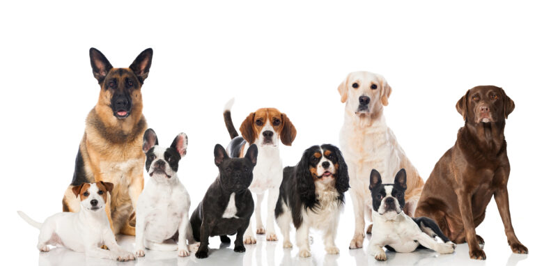 Viele verschiedene Rassehunde vor einem weissen Hintergrund Viele verschiedene Rassehunde vor einem weissen Hintergrund