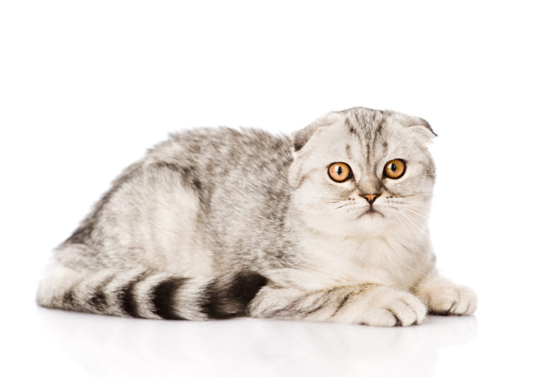 Graue Scottish Fold Katze liegt seitlich zur Kamera und schaut direkt hinein, weisser Hintergrund