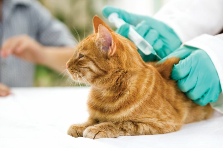 Tierarzt mit grünen Handschuhen gibt einer rot getigerten Katze eine Impfung, während diese auf weissem Untergrund liegt