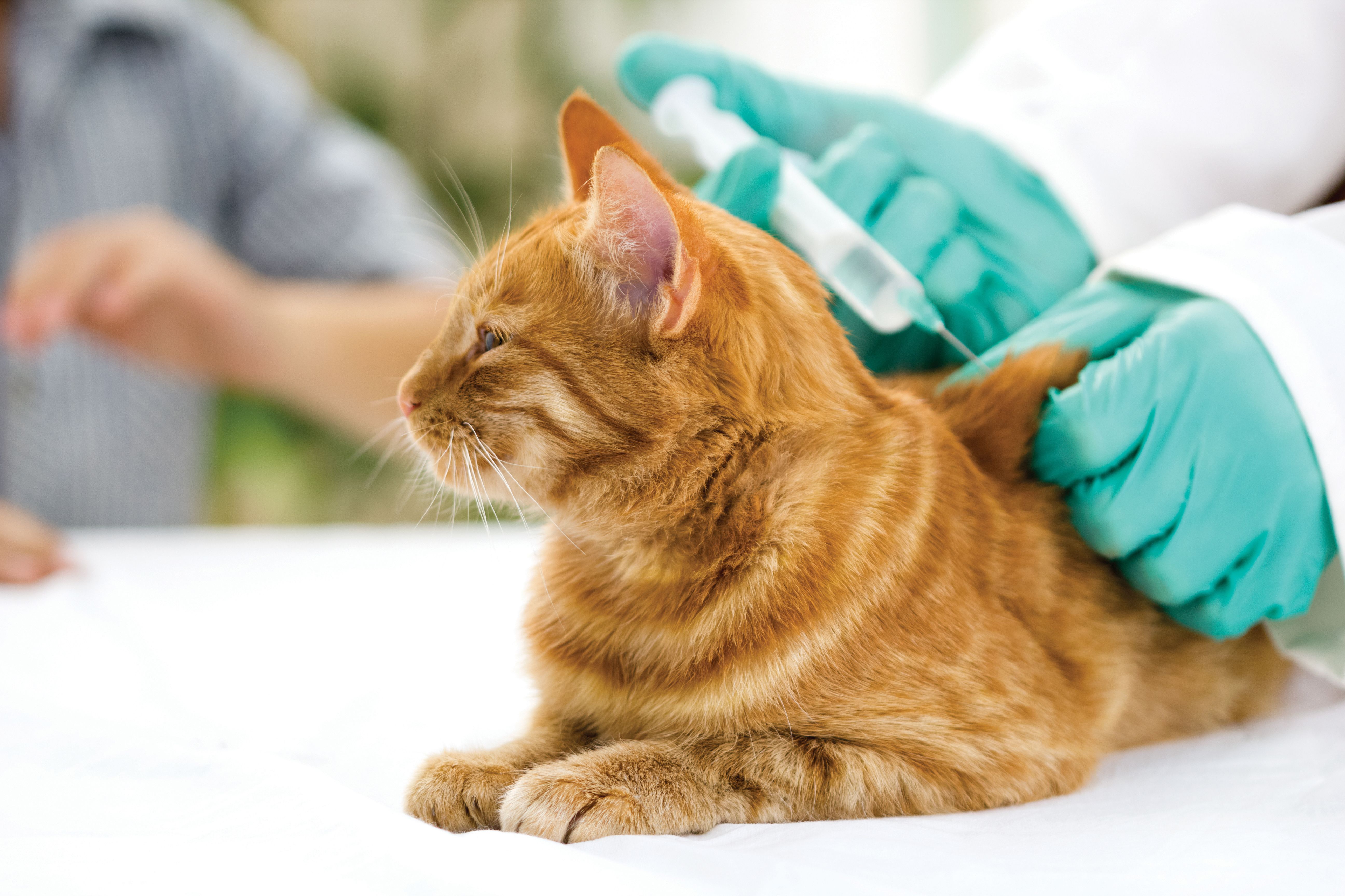 Leukose Impfung Katze Kosten