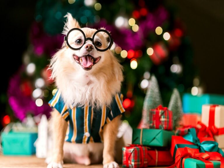 chihuahua mit brille inmitten von weihnachtsgeschenken