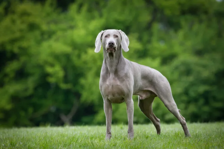 Weimaraner auf Wiese