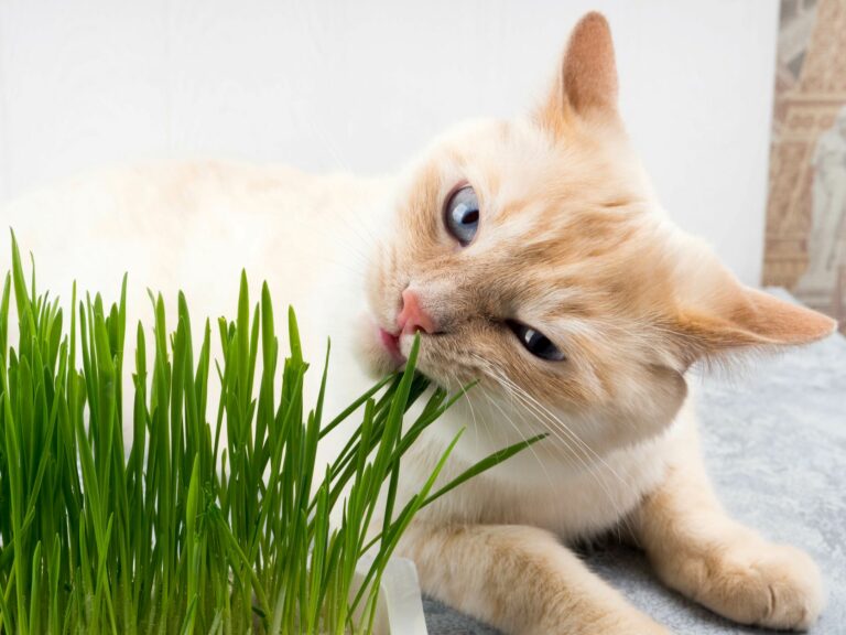 Grashalme oft Grund für Husten bei Katzen.