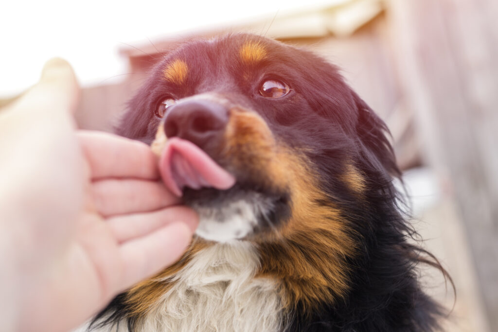 Warum leckt mein Hund mich